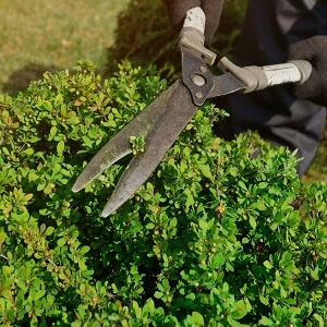 Shrub Pruning