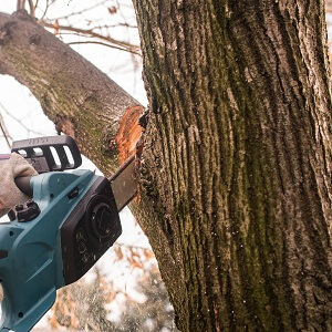 Man Cutting A Branch With Chainsaw In The Yard